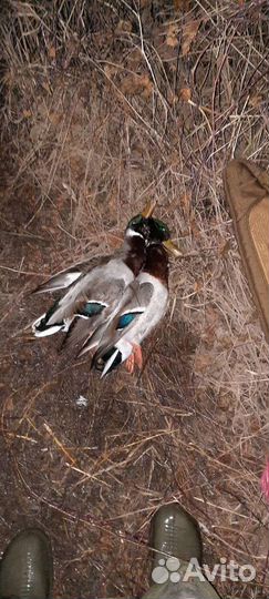 Манок на белолобого гуся