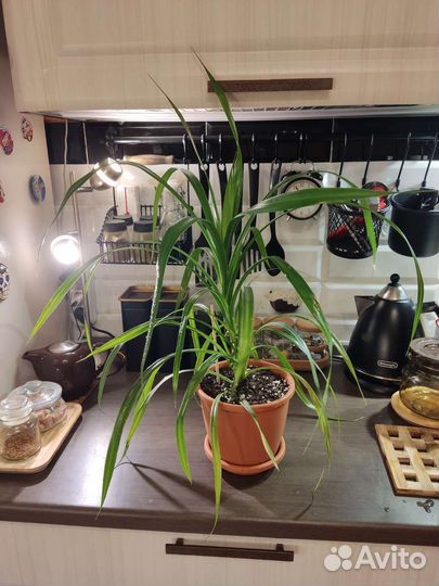 Растения комнатные