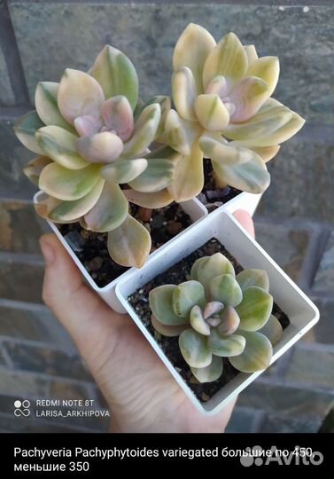 Монстера Альба, бегония макулата, садик суккуленты