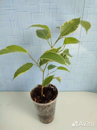 Фикус Голден Кинг