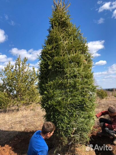 Саженцы оптом, сосна/ель/береза с зкс
