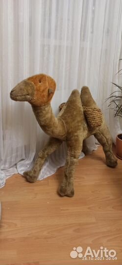 Верблюд для дома, кафе кальянов