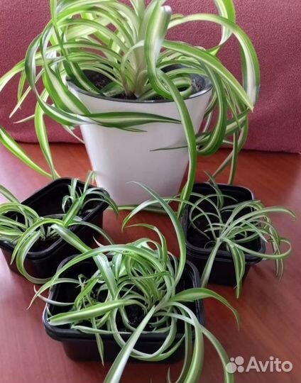 Хлорофитум Бонни