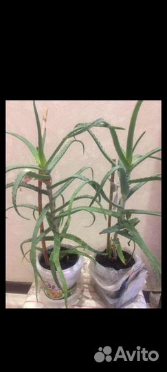 Живое дерево Чихай и Алоэ