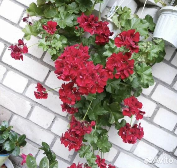 Пеларгония герань