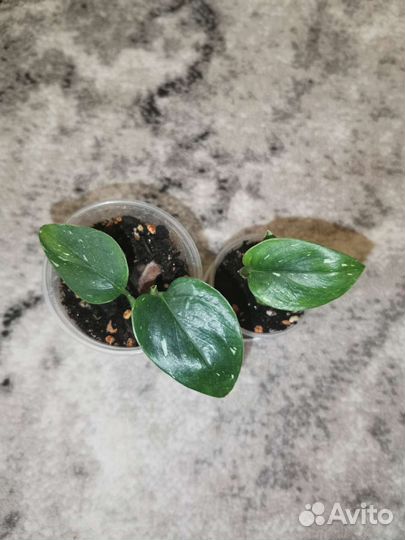 Сциндапсус и филодендрон