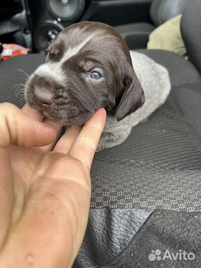 Щенки курцхаара