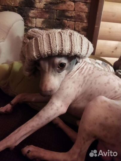 Передержка животных