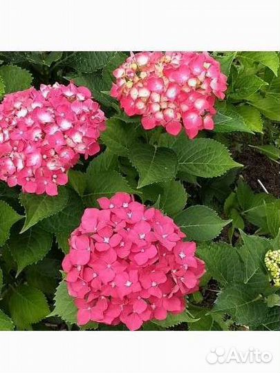 Гортензия крупнолистная и древовидные сорта