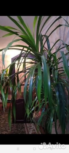 Пальма панданус