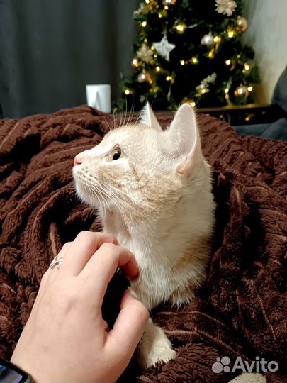 Отдам кота в добрые руки