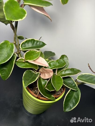 Хойя кримсон квин