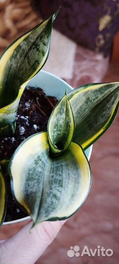 Сансевиерия сортовая