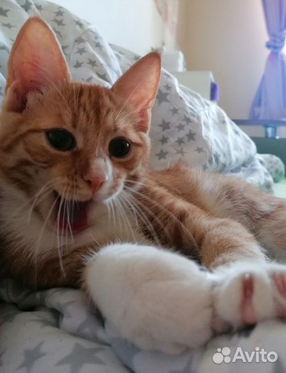 Котёнок 5 мес. с улицы ищет дом и любящую семью