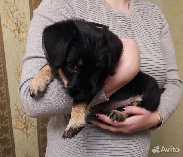 Щенок в добрые руки