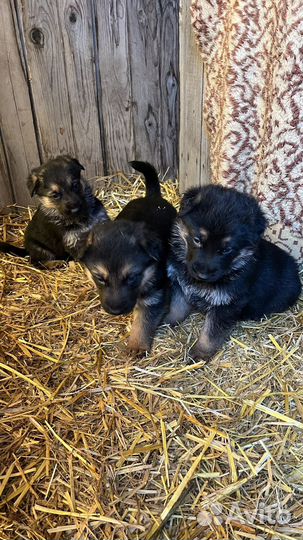 Немецкая овчарка