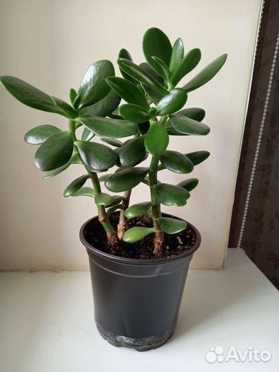 Толстянка или денежное дерево