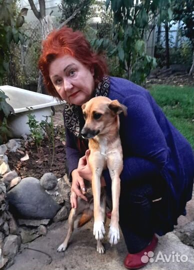 Собака в добрые руки