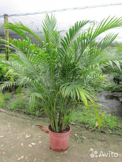 Пальма Хамедорея изящная
