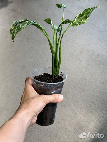 Спатифиллум gemini Джемени вариегатный