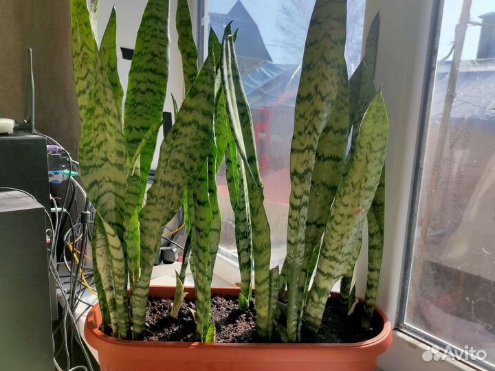 Сансевиерия