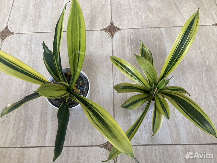 Сансевиерия