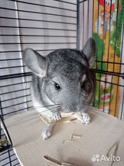 Клетка с шиншиллой