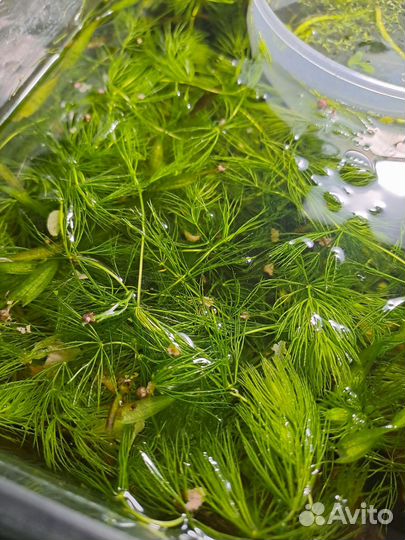 Роголистник