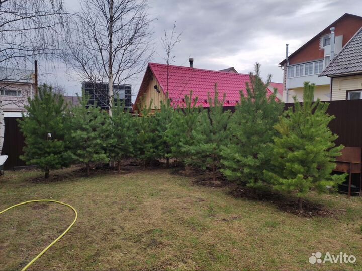 Ель, сосна саженцы (крупномеры) посадка