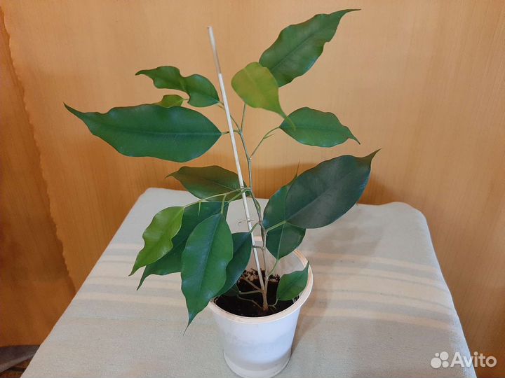 Фикус Гибискус Рапсолидопсис