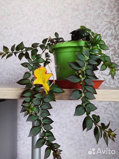 Мимоза,колумнея