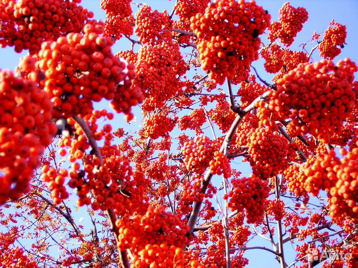 Калина и рябина, сортовая, сладко-плодная. Саженцы