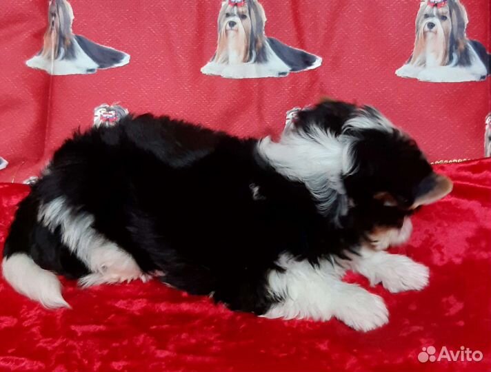 Бивер мальчик