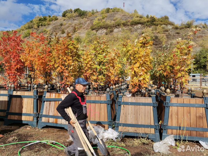 Деревья крупномеры
