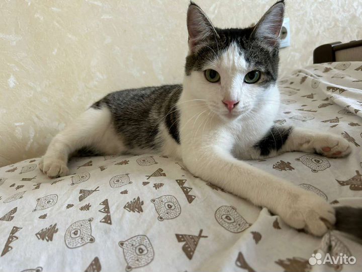 В добрые руки