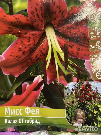 Лилии луковицы