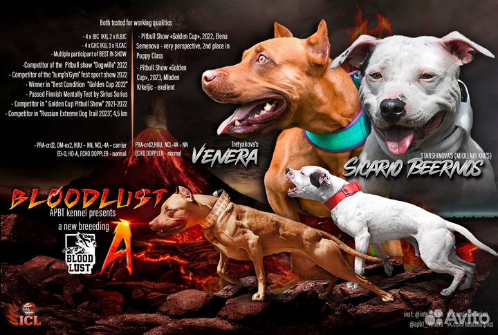 Щенки Питбуля - бронь