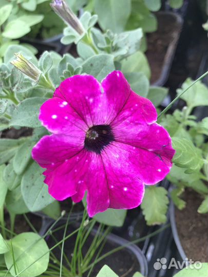 Вегетативная петуния и калибрахоа, рассылаем