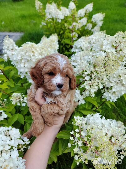 Щенки кавапу