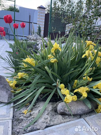 Рассада огурцы, томат, баклажан, перец, 3 сорта кл