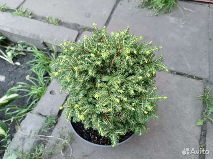 Ель нидиформис