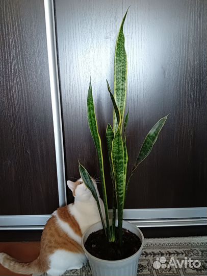 Сансевиерия