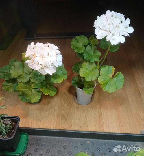 Пеларгония герань