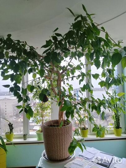 Кустовые розы