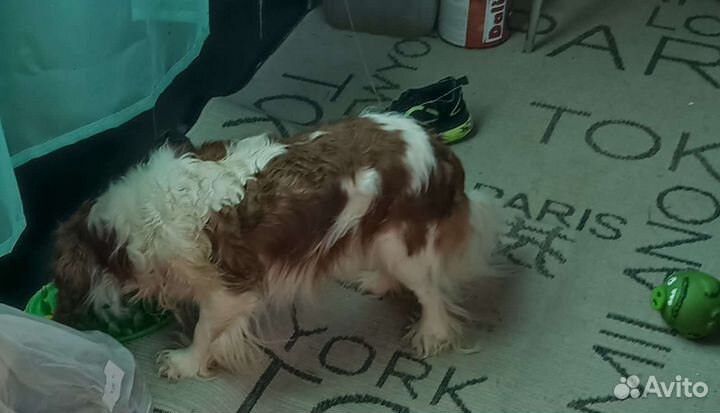 Кинг чарльз спаниель