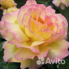 Роза Глория Дей чайногибридная