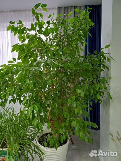 Комнатные цветы