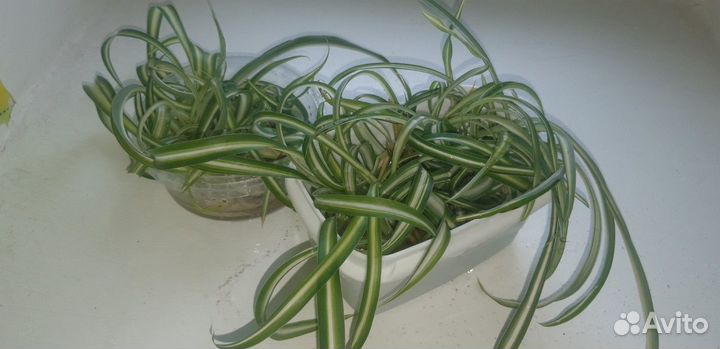 Хлорофитум кудрявый