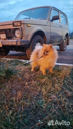 Мини шпиц вязка