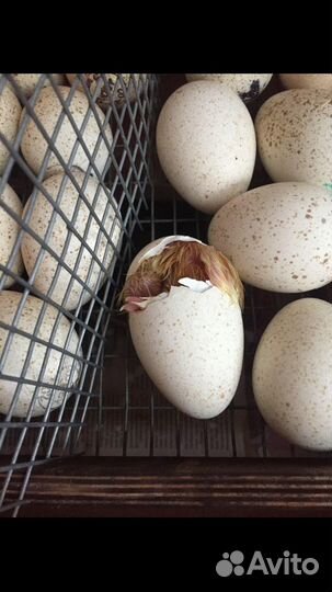 Яйцо/ живая птица